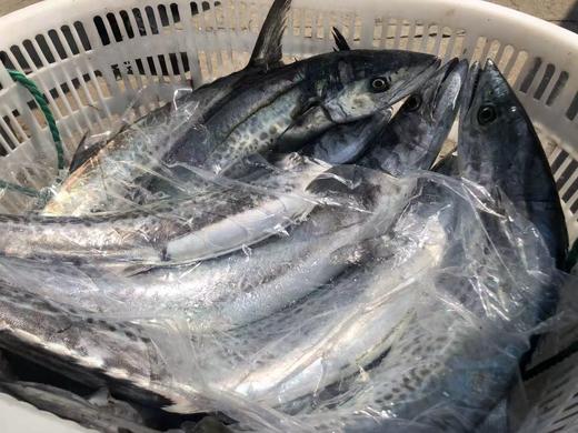 清明前后季节限定 宁波象山现捕川乌（蓝点马鲛鱼）发货只限江浙沪。 商品图2