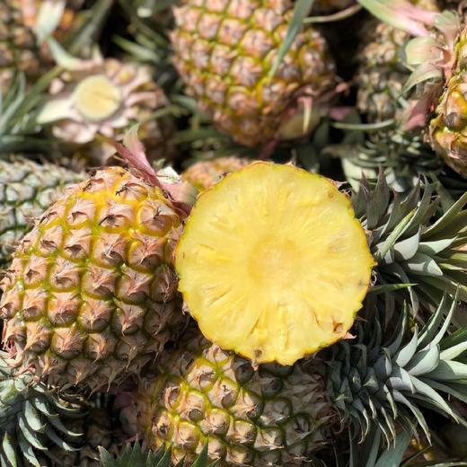 【72小时左右发货】海南自然熟金钻凤梨 4.5-5斤装 商品图8