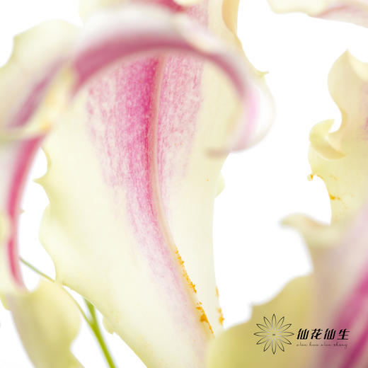 日本花材 | 粉色嘉兰 pinklady（轻微折痕，介意慎拍） 商品图13