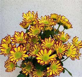 小菊·罗马假日