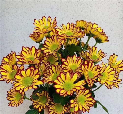 小菊·罗马假日 商品图0