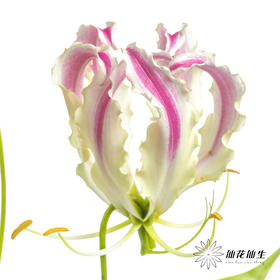 日本花材 | 粉色嘉兰 pinklady（轻微折痕，介意慎拍）