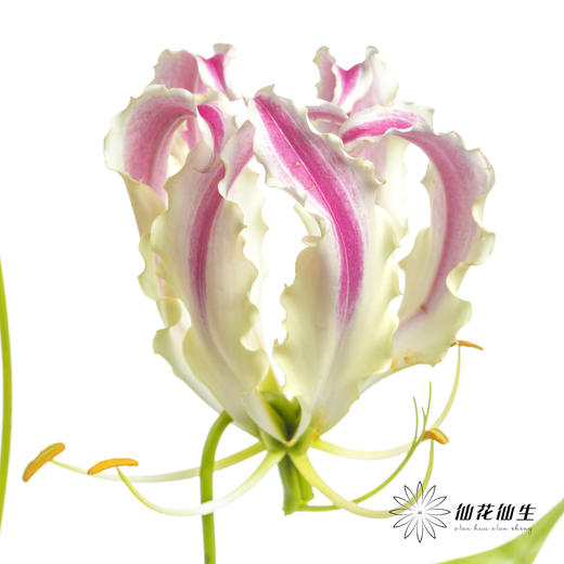 日本花材 | 粉色嘉兰 pinklady（轻微折痕，介意慎拍） 商品图0