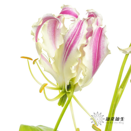 日本花材 | 粉色嘉兰 pinklady（轻微折痕，介意慎拍） 商品图11