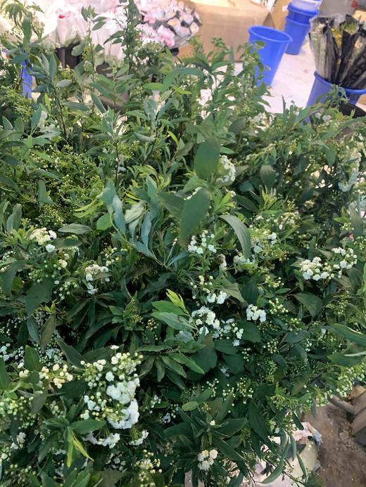 昆明小手球花 商品图2