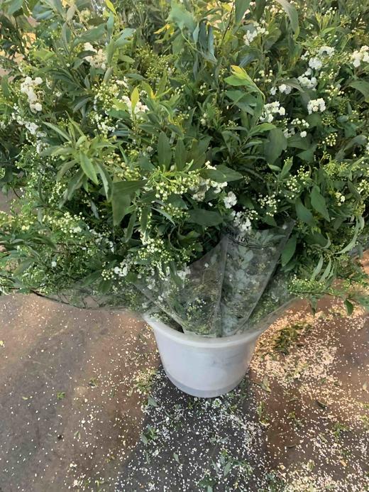 昆明小手球花 商品图1