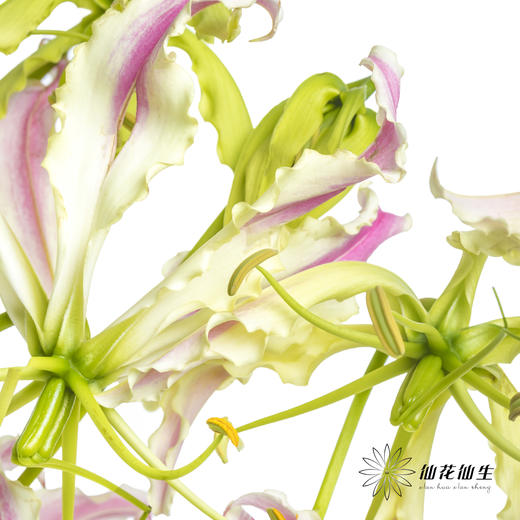 日本花材 | 粉色嘉兰 pinklady（轻微折痕，介意慎拍） 商品图7