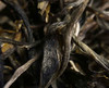 凰馨古茶2021年【老班章】普洱生茶800-900年古树200g 商品缩略图2