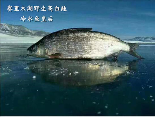 赛里木湖野生高白鲑冷水鱼【水中皇后】 商品图2
