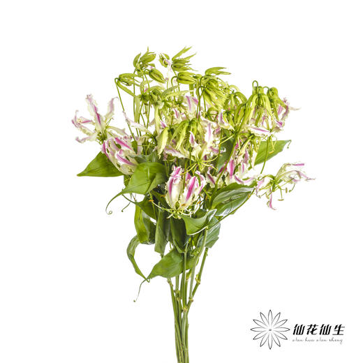 日本花材 | 粉色嘉兰 pinklady（轻微折痕，介意慎拍） 商品图2