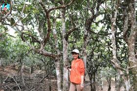  2021年第6季茶山行｜日记9：苦甜各有乐趣，老曼峨古树自成一派！ 