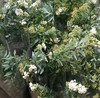 昆明小手球花 商品缩略图3