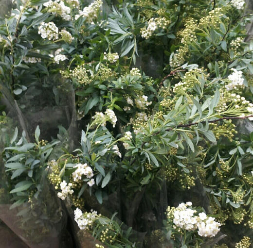 昆明小手球花 商品图3