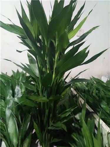 富贵竹 商品图0