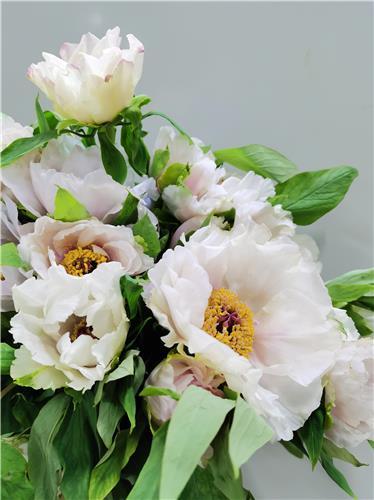 油牡丹 商品图1