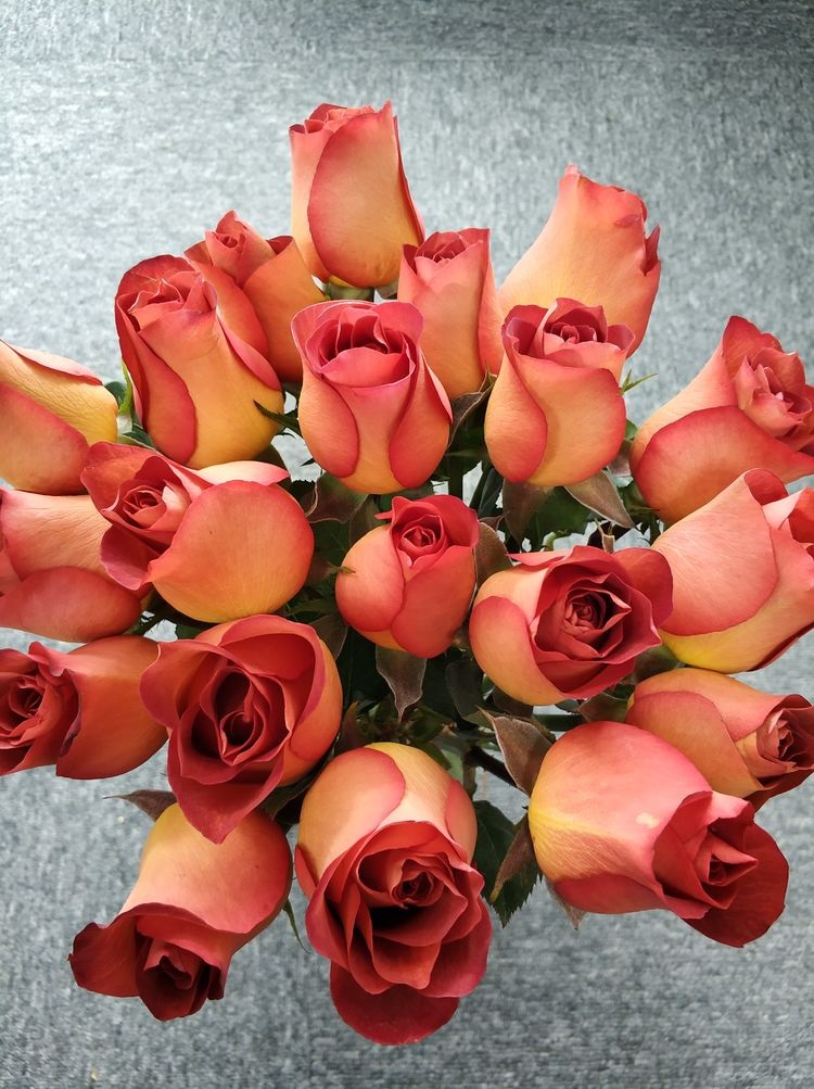 玫瑰·咖啡时间