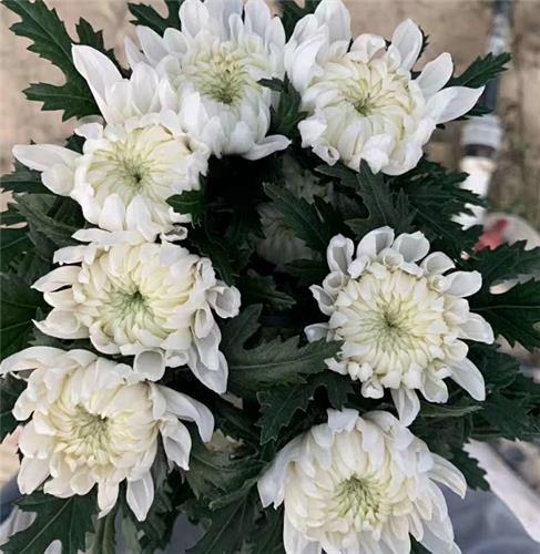 大白菊 商品图0