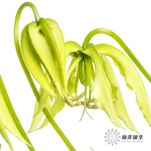 日本花材 | 粉色嘉兰 pinklady（轻微折痕，介意慎拍） 商品图6