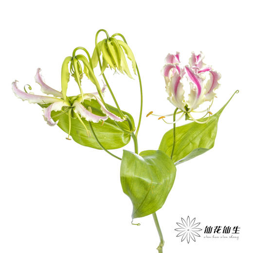 日本花材 | 粉色嘉兰 pinklady（轻微折痕，介意慎拍） 商品图4