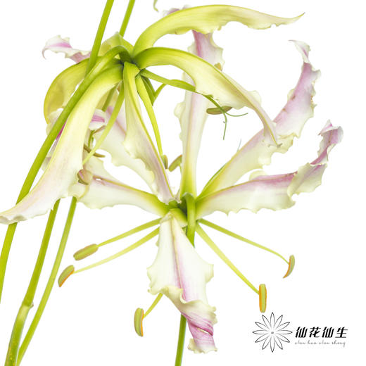 日本花材 | 粉色嘉兰 pinklady（轻微折痕，介意慎拍） 商品图12