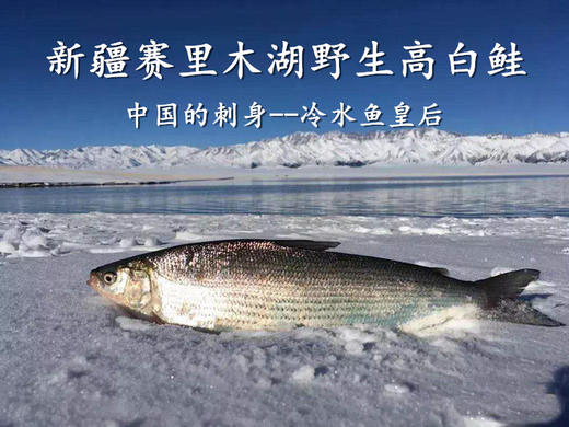 赛里木湖野生高白鲑冷水鱼【水中皇后】 商品图0
