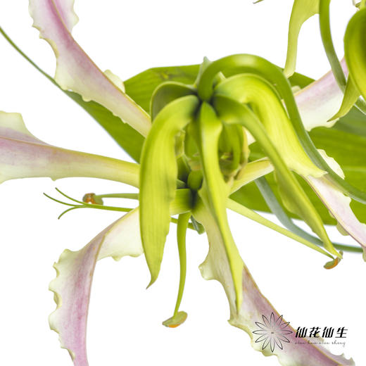 日本花材 | 粉色嘉兰 pinklady（轻微折痕，介意慎拍） 商品图5