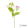 日本花材 | 粉色嘉兰 pinklady（轻微折痕，介意慎拍） 商品缩略图3
