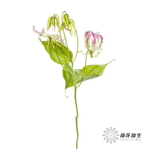 日本花材 | 粉色嘉兰 pinklady（轻微折痕，介意慎拍） 商品图3