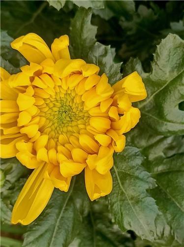 大黄菊 商品图0