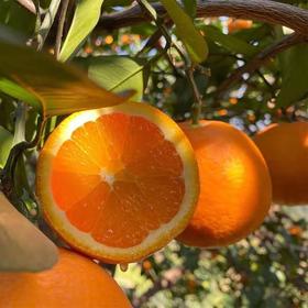 奉节脐橙 （ 5斤/9斤装）