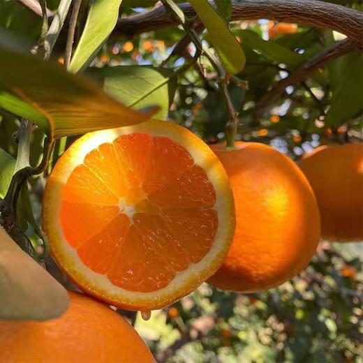 奉节脐橙 （ 5斤/9斤装） 商品图0