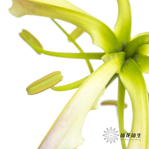 日本花材 | 粉色嘉兰 pinklady（轻微折痕，介意慎拍） 商品图8