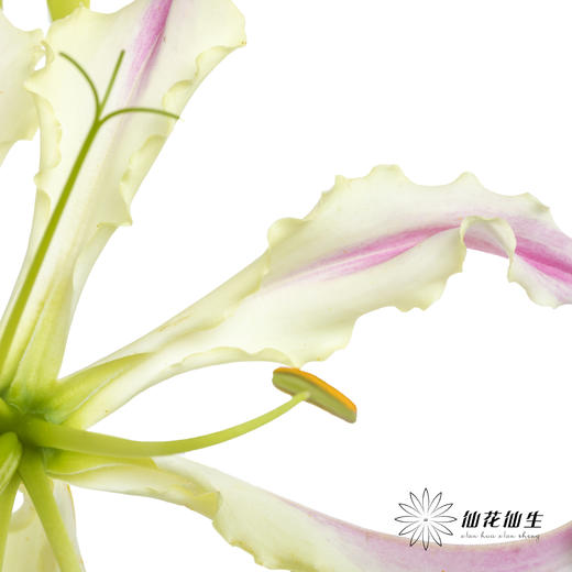 日本花材 | 粉色嘉兰 pinklady（轻微折痕，介意慎拍） 商品图10