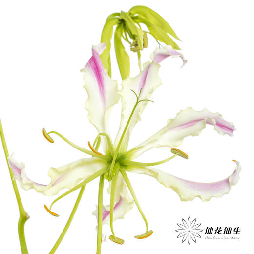 日本花材 | 粉色嘉兰 pinklady（轻微折痕，介意慎拍） 商品图9