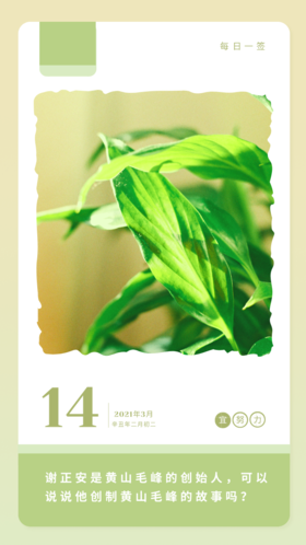 每日春茶小问答第九期