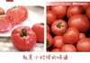猗顿农场有机番茄🍅 商品缩略图1