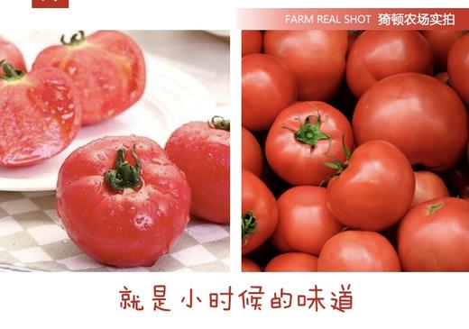 猗顿农场有机番茄🍅 商品图1