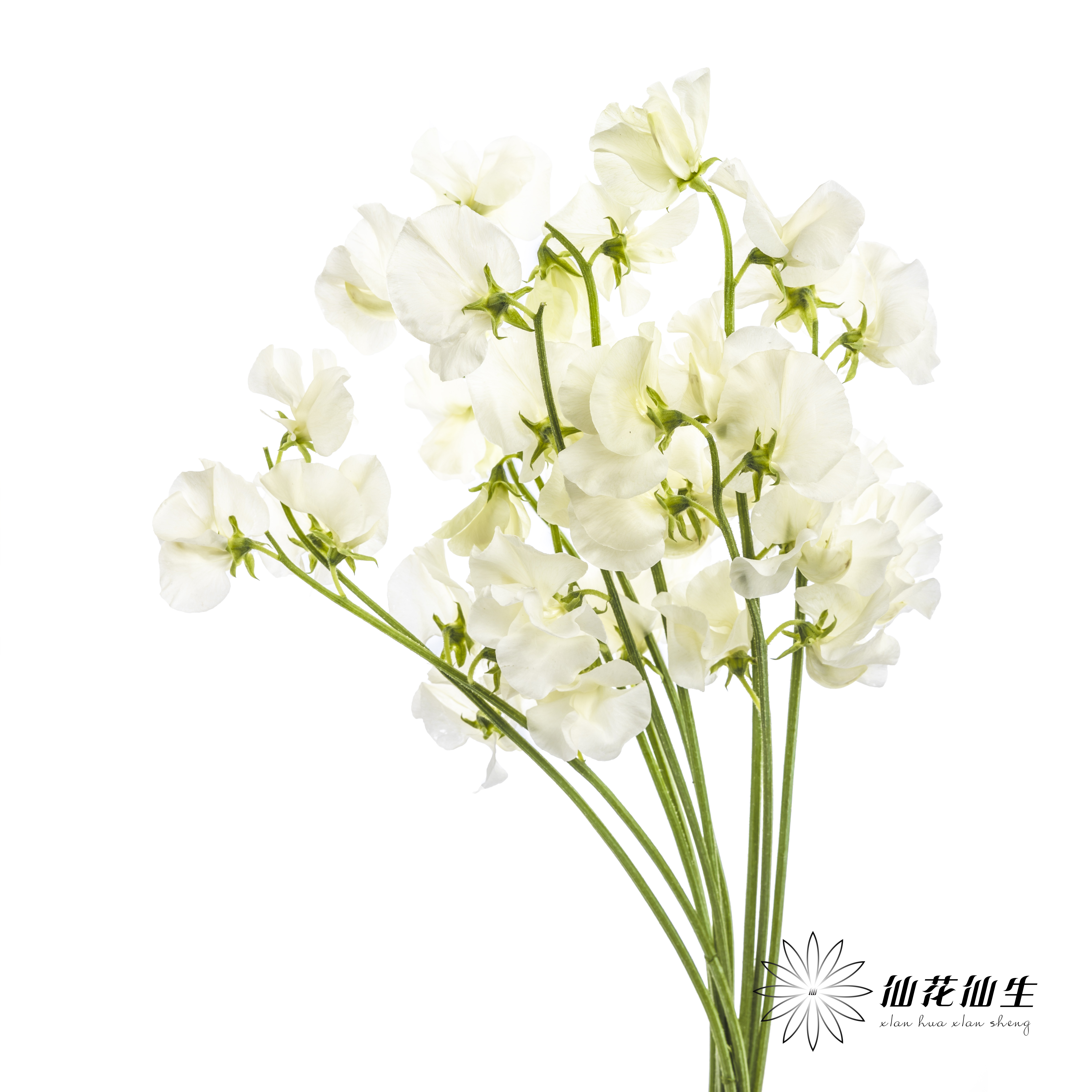 配花|香豌豆白色