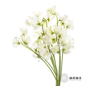 配花|香豌豆白色