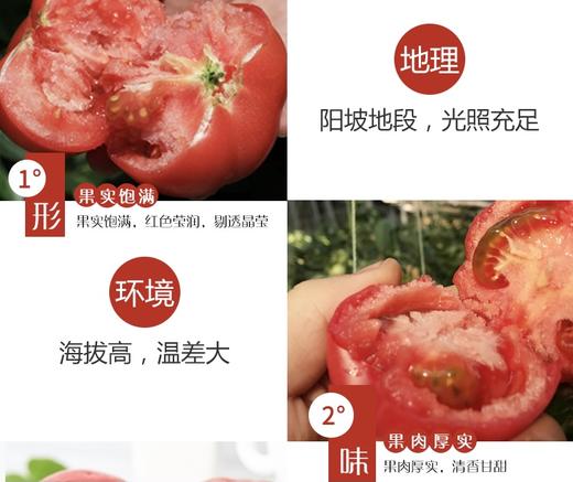 猗顿农场有机番茄🍅 商品图0