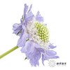 配花 | 蓝盆花浅紫 商品缩略图1
