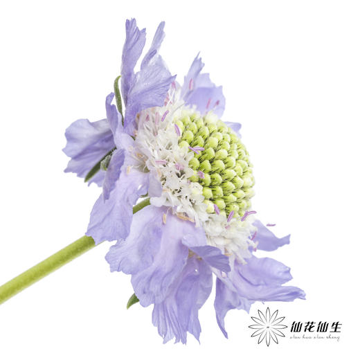 配花 | 蓝盆花浅紫 商品图1