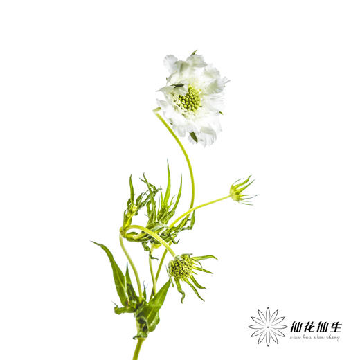 配花 | 蓝盆花白色 商品图5