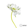 配花 | 蓝盆花白色 商品缩略图1