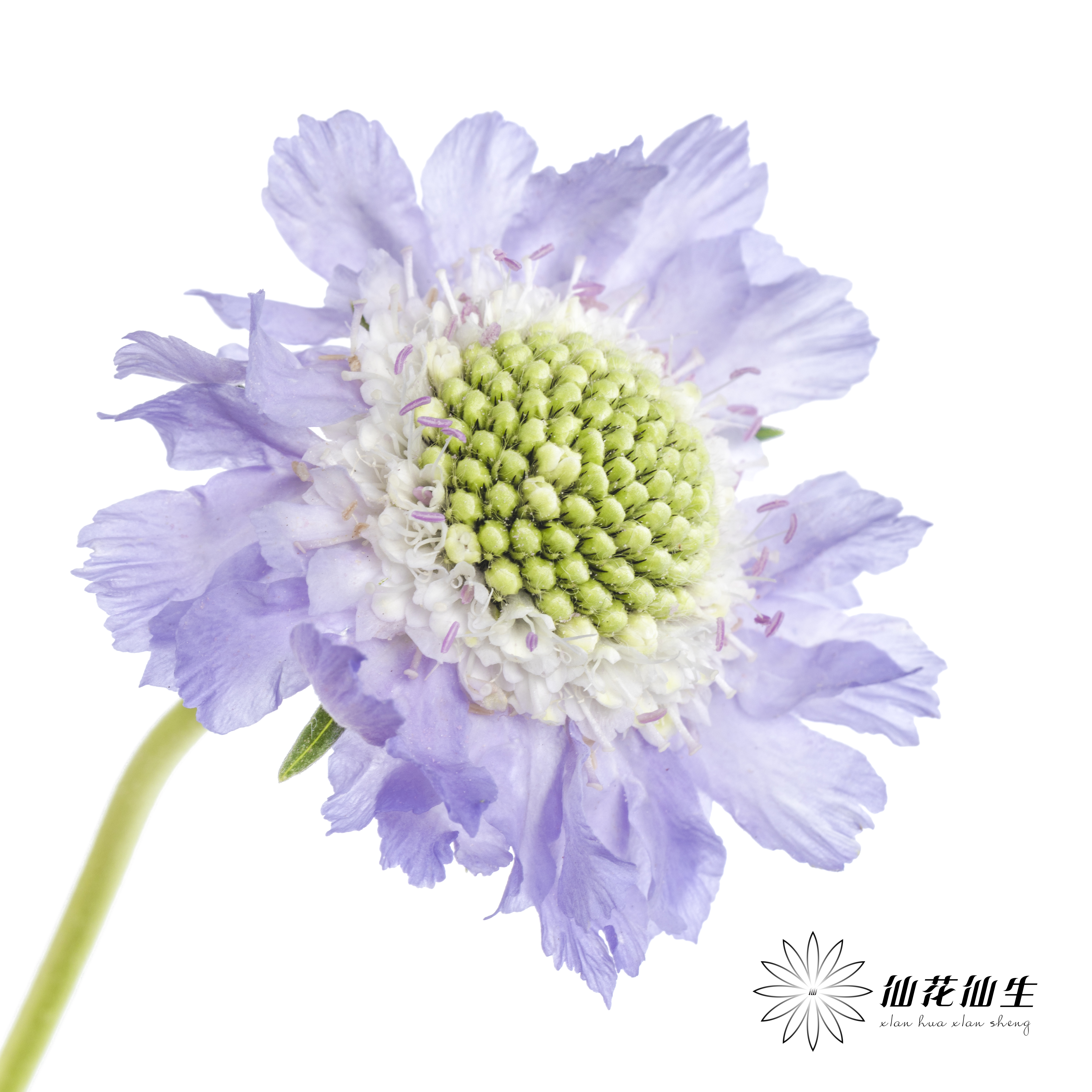 配花 | 蓝盆花浅紫