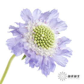 配花 | 蓝盆花浅紫