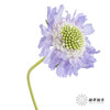 配花 | 蓝盆花浅紫 商品缩略图4