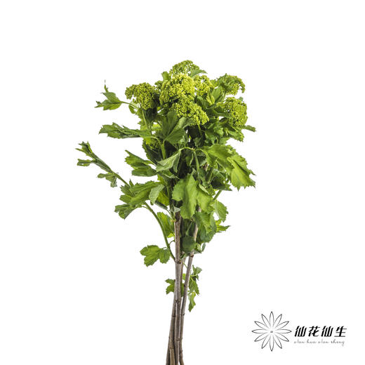 配花 | 木绣球 商品图5