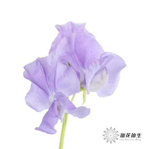 配花|香豌豆浅紫 商品图2