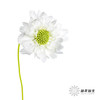 配花 | 蓝盆花白色 商品缩略图4